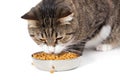 Striped cat eats a dry feed Royalty Free Stock Photo