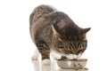 Striped cat eats a dry feed Royalty Free Stock Photo