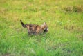 cat fisherman carries a large bass caught in the teeth of a green meadow