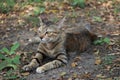 Striped cat in the garden. cat is a small domesticated carnivorous mammal with soft fur.