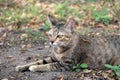 Striped cat in the garden. cat is a small domesticated carnivorous mammal with soft fur.