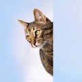 striped cat with green eyes peeks out Royalty Free Stock Photo