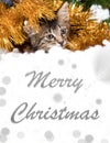 A striped cat hid in the snow, peeking out and looking. Inscription Merry Christmas on white, vertical banner. Royalty Free Stock Photo