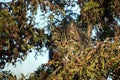 Striped cat hides in the branches of the thuja