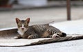 Striped cat laying down on the wood plate on the concrete ground. Royalty Free Stock Photo
