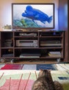 The striped cat looks at the fish image on the TV.