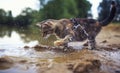 Striped cat looks out on the surface and deftly catches a fish paw in the pond in the village in the summer standing on the sandy Royalty Free Stock Photo