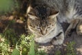 Striped cat lying on the ground in garden, pet walking outdoors, funny animals on nature top view Royalty Free Stock Photo