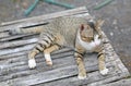 Striped cat lying on wood table Royalty Free Stock Photo