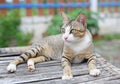 Striped cat lying on wood table Royalty Free Stock Photo