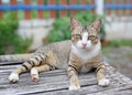 Striped cat lying on wood table Royalty Free Stock Photo
