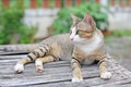 Striped cat lying on wood table Royalty Free Stock Photo