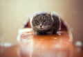 striped cat peeks into a hole in the wall looking for a mouse on the hunt at home