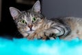 Striped cat with penetrating green eyes, looks cunningly directly at the camera, sitting on a turquoise carpet, at home