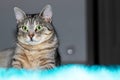 The striped cat with penetrating green eyes sits at home like a boss on a turquoise green carpet looking to one side. Copy space