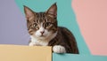 A striped cat poking its head with curiosity against a color background