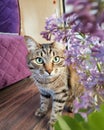 Tabby cat on a purple background with lilac 2019