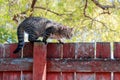 Striped cat on red fence