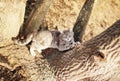 Striped cat sharpens claws on tree on Sunny spring day