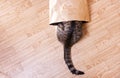 The striped cat sits, hid in a paper, package. Royalty Free Stock Photo