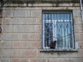 A striped cat sits on a ledge. The cat on the window. Window with bars from thieves. Cosy. USSR architecture