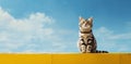 A striped cat sits on the yellow wall, blue sky background Royalty Free Stock Photo