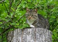 Striped cat sitting on a tree stump Royalty Free Stock Photo