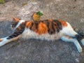 A Striped cat sleeping in the yard Royalty Free Stock Photo