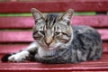 Striped cat sleeps on a bench, street