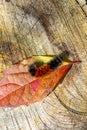 Striped caterpillar on a red, autumn leaf Royalty Free Stock Photo