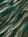 Striped Catfish Royalty Free Stock Photo