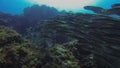 Striped Catfish School.Colourful Eel Tail Catfishes Schooling.Aquatic Marine Life