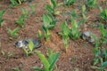 Striped cats sleep on soil with little green bushes