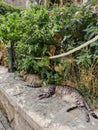 Striped cats sleep on a stone fence near green bushes