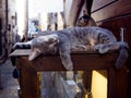 Striped cats are sleeping on storefront, tourist place