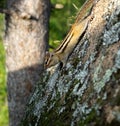 Striped chipmunk hanging upside down Royalty Free Stock Photo