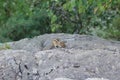 Striped chipmunk Royalty Free Stock Photo