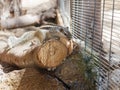 Striped Chipmunk sitting on a log Royalty Free Stock Photo