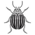 Striped colorado potato beetle insect, Leptinotarsa decemlineata Garden potatoes plant pest outline engraving hand drawn vector