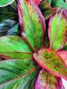 Striped colorful bright beautiful leaves calathea tropical plants background