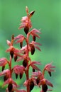 Striped Coralroot 7391