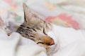 Striped cat is sleeping in blanket at midnight Royalty Free Stock Photo