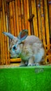 a striped cream colored rabbit with a small and petite body