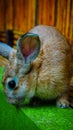 a striped cream colored rabbit with a small and petite body