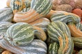 Striped Crookneck Squash Royalty Free Stock Photo