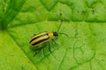 Striped Cucumber Beetle - Acalymma vittatum