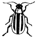 Striped Cucumber Beetle, vintage illustration