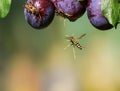 Striped dangerous insects wasps flew in a garden on a branch wi