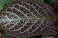 Striped dark brown leaf, see patterns clearly.