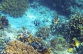 Striped dascillus in coral reef underwater photo. Tropical fish in natural environment. Coral fish undersea Royalty Free Stock Photo